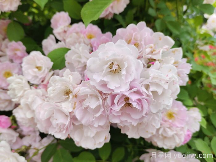 粉團(tuán)薔薇(圖1)