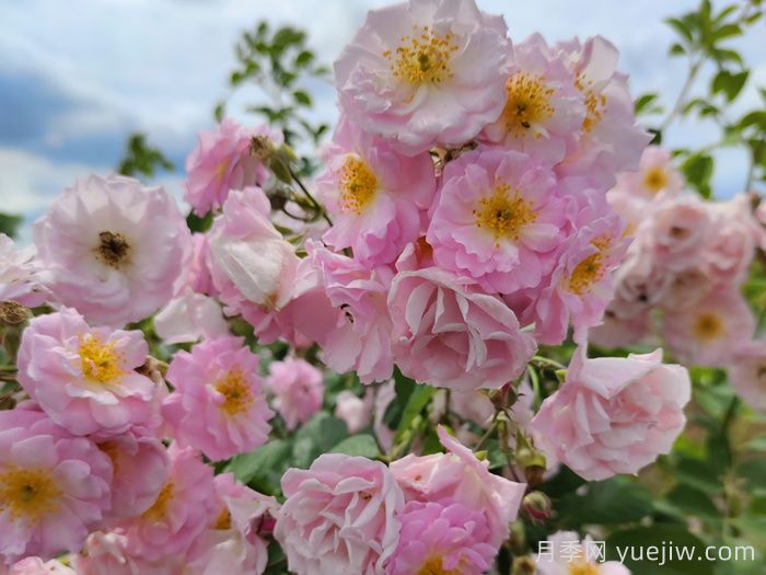 粉團(tuán)薔薇(圖2)