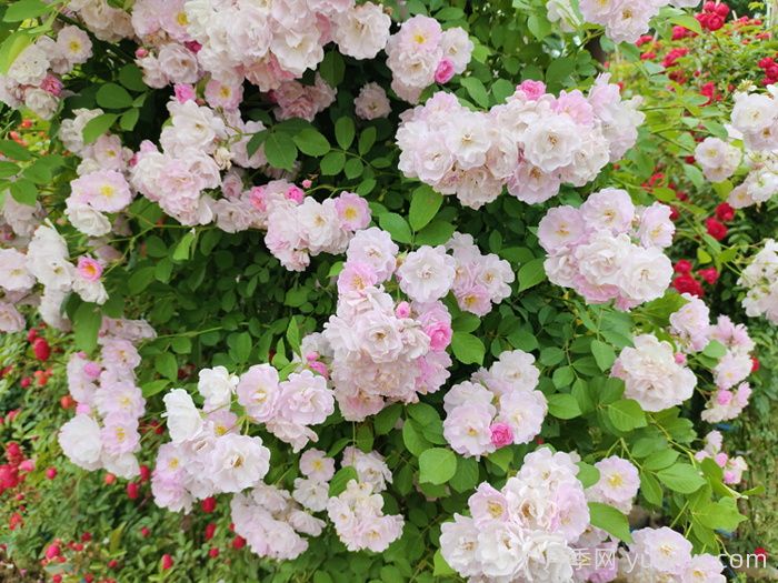 粉團(tuán)薔薇(圖3)