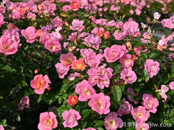中國景觀月季商業(yè)育種現(xiàn)狀探索(圖1)