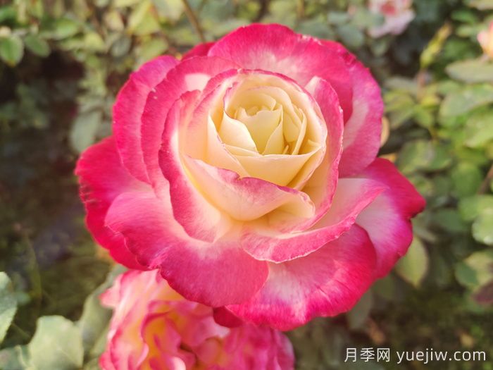 萬中選五種，適合月季控的城市陽臺(tái)月季花(圖2)