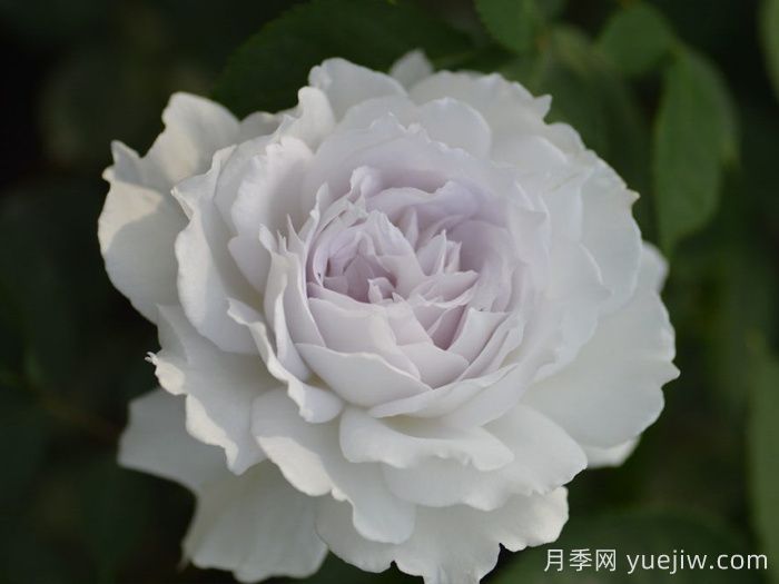 萬中選五種，適合月季控的城市陽臺(tái)月季花(圖3)