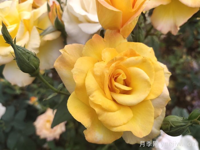 現(xiàn)代月季的分類及特點(diǎn)(圖1)
