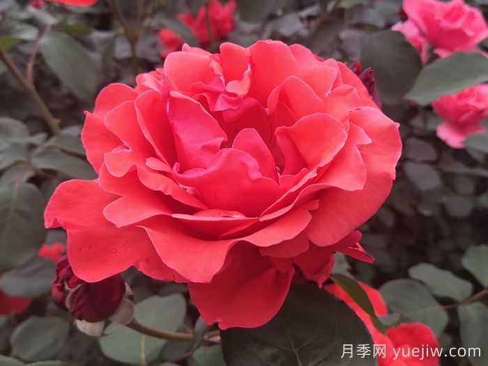 盤點100個常見月季品種(圖1)