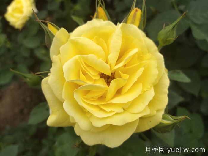 盤點100個常見月季品種(圖2)