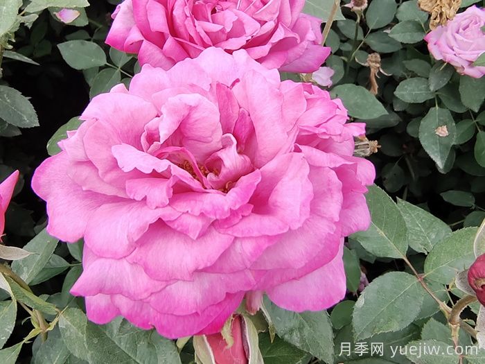 盤點100個常見月季品種(圖7)