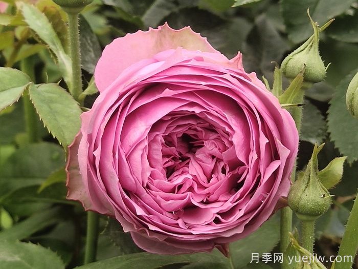 盤點100個常見月季品種(圖14)
