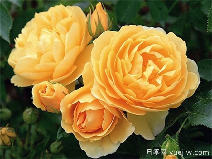 盤點100個常見月季品種(圖13)