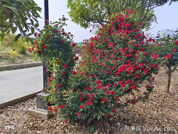造型花木植物在景觀中的應(yīng)用(圖1)