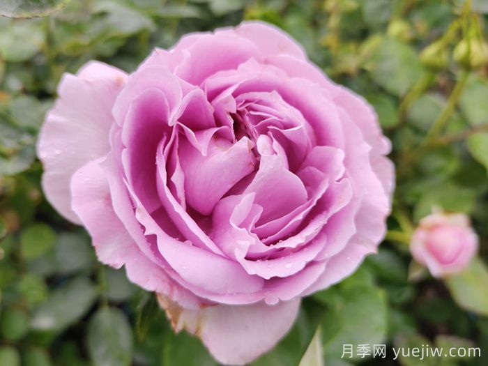 賞中國(guó)月季文化，詩(shī)詠月季花(圖1)