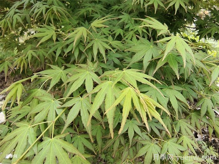 170種綠化喬木別名知多少？(圖2)