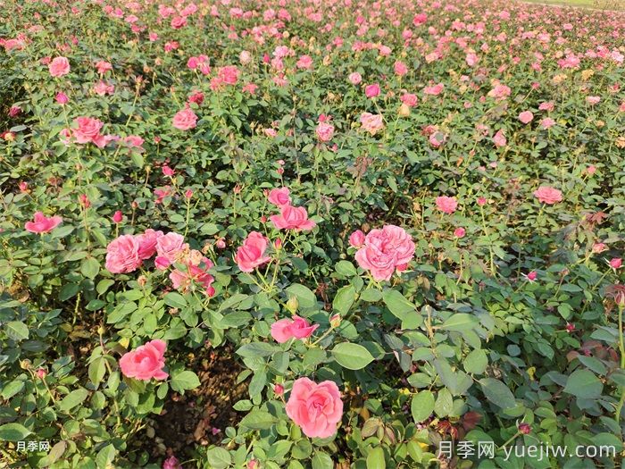 園林綠化養(yǎng)護中除草劑使用的利與弊(圖1)