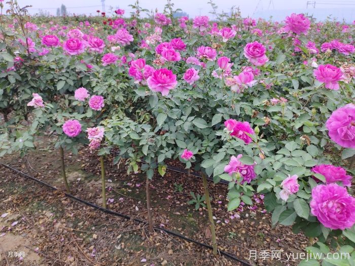 ?半陰環(huán)境光照不足如何養(yǎng)好月季花？(圖1)
