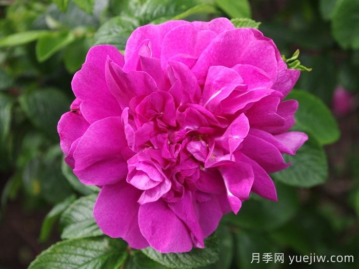 漢莎玫瑰月季(圖1)