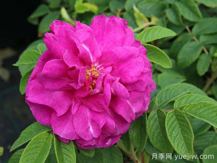 漢莎玫瑰月季(圖3)