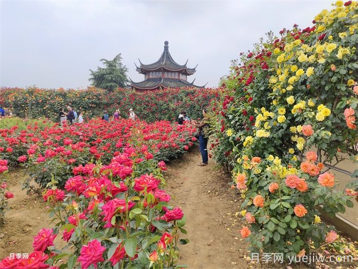 城市公園常見植物品種的配置選擇(圖1)