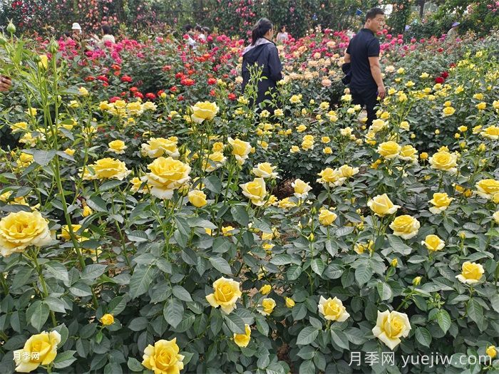 城市公園常見植物品種的配置選擇(圖2)