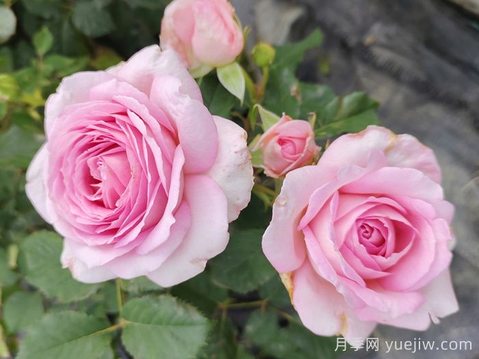 哪些月季更值得購買種植？月季優(yōu)缺點(diǎn)大比拼(圖2)