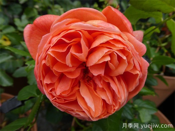 夏日之歌月季推薦，奧斯汀濃香月季(圖1)