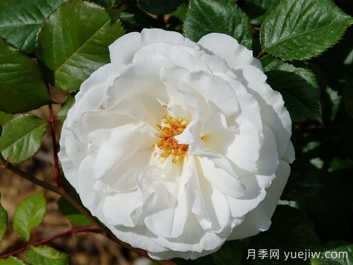 格麗特梅麗爾月季，英國**香白月季(圖1)