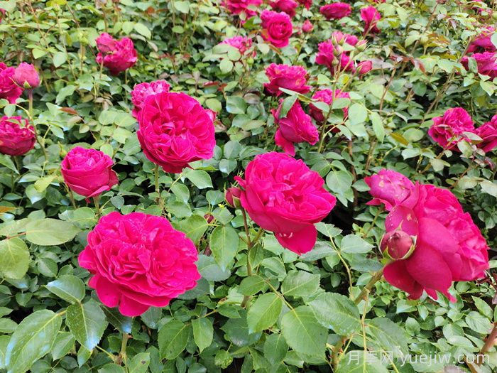 紅色龍沙寶石藤本月季，大花艷麗，花量超多(圖1)