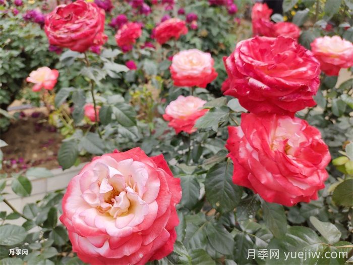 分享10種經(jīng)典大花月季，開花鮮艷美翻春季(圖2)