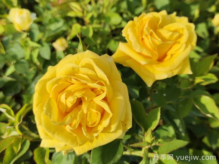 分享10種經(jīng)典大花月季，開花鮮艷美翻春季(圖3)