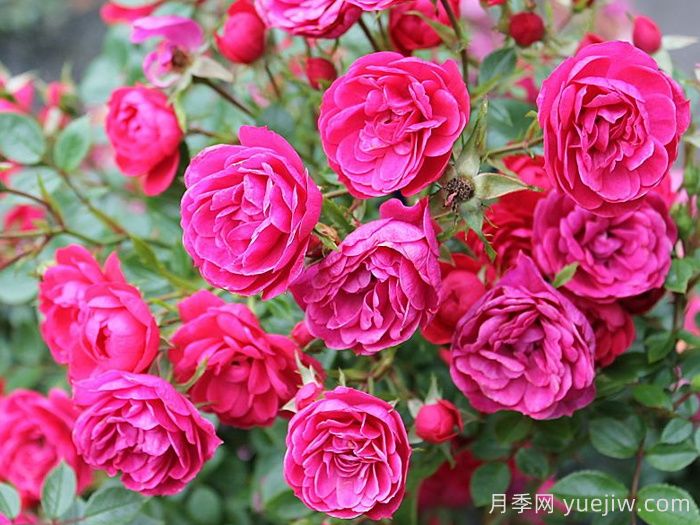愛(ài)好月季(圖3)