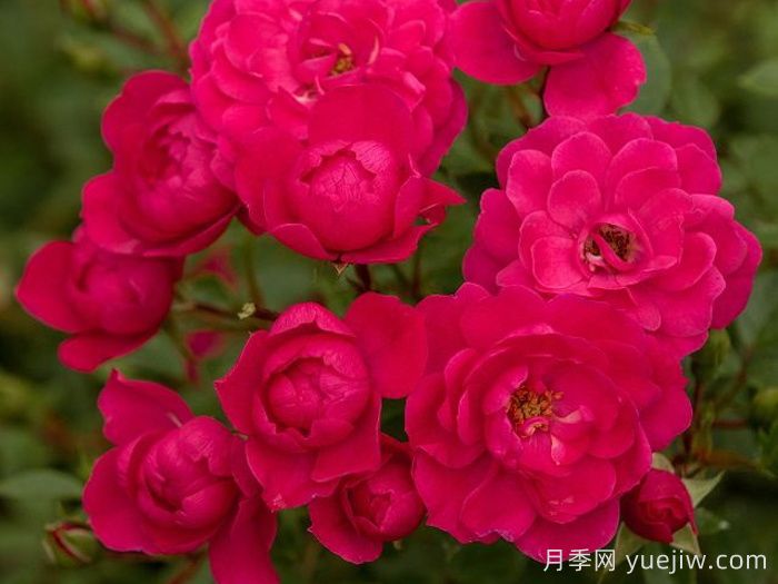 愛(ài)好月季(圖2)