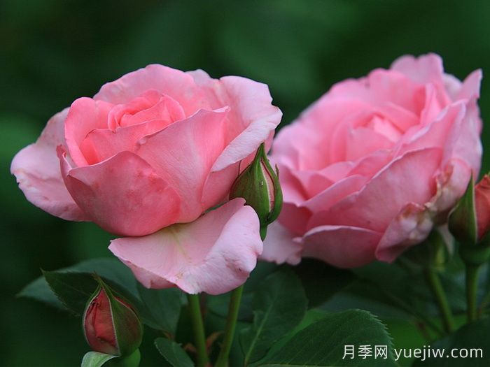 吉塔月季/吉塔文藝復興月季(圖2)