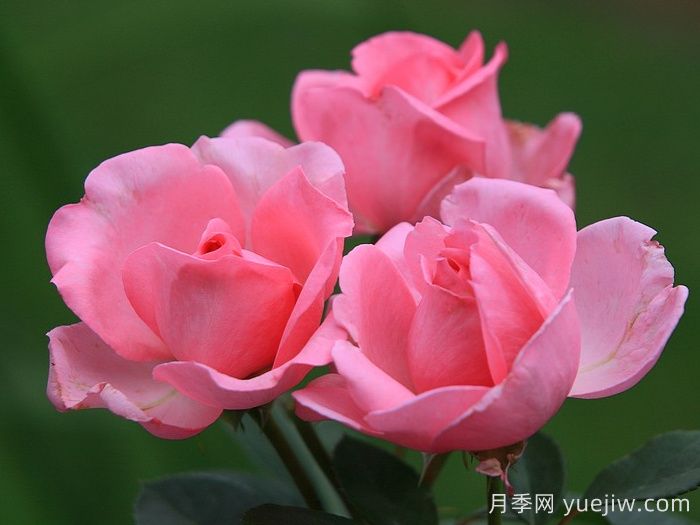 吉塔月季/吉塔文藝復興月季(圖4)