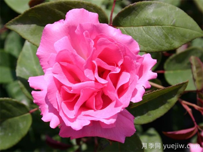 分享25個(gè)擁有中國(guó)血統(tǒng)的波旁月季品種(圖1)