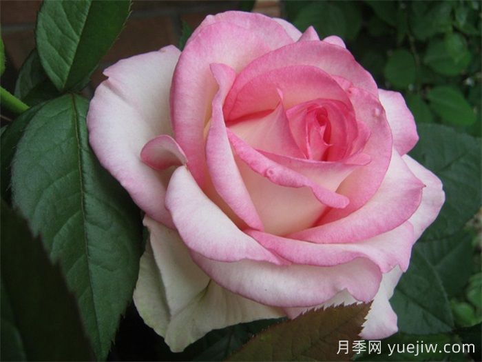 分享30個(gè)又美又香又大的月季品種(圖1)