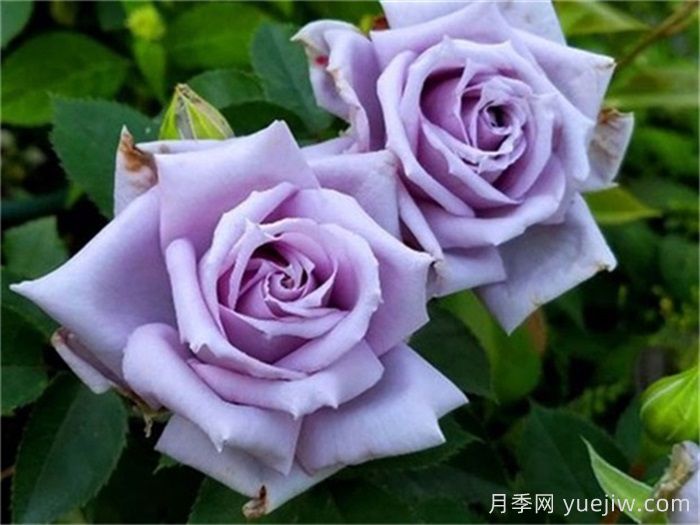 分享30個(gè)又美又香又大的月季品種(圖2)