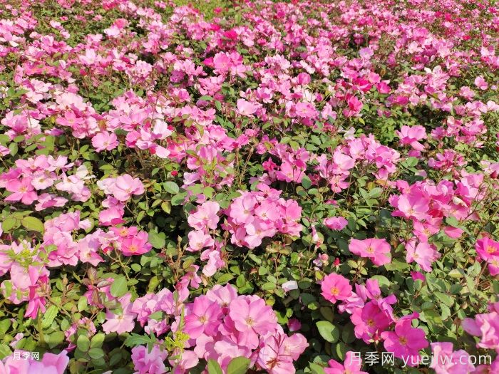 想要月季復(fù)花快，春季多開一次，應(yīng)該如何做？       (圖1)