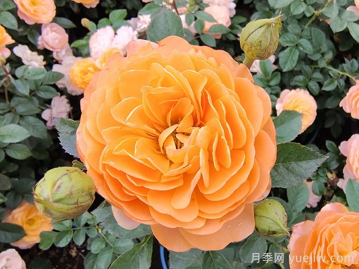 果汁陽(yáng)臺(tái)月季開(kāi)一次花就不長(zhǎng)了？僵苗解決辦法(圖1)