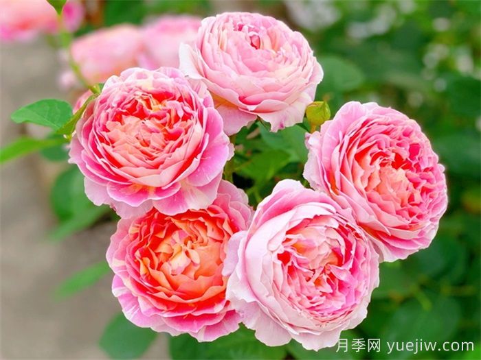 推薦7款月季花品種，夏季也能快樂綻放(圖1)