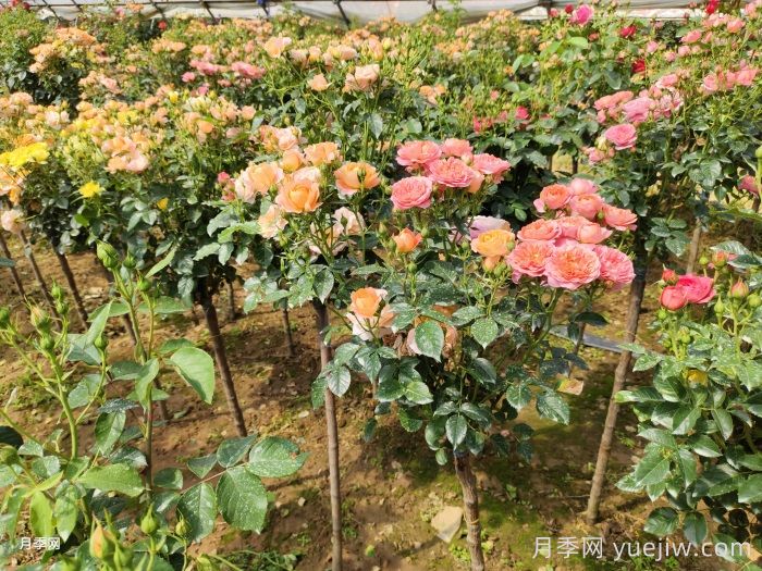 網(wǎng)購(gòu)回來(lái)的月季不開(kāi)花是怎么問(wèn)題？(圖2)