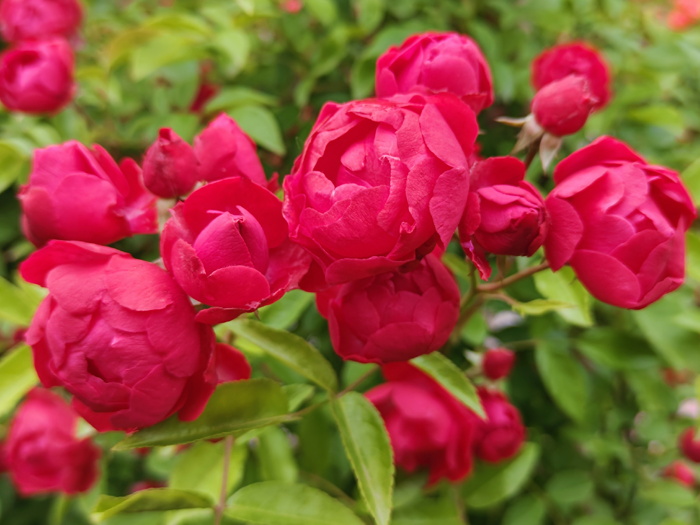 紅木香，爬藤霸主，生長(zhǎng)快花量多        (圖1)