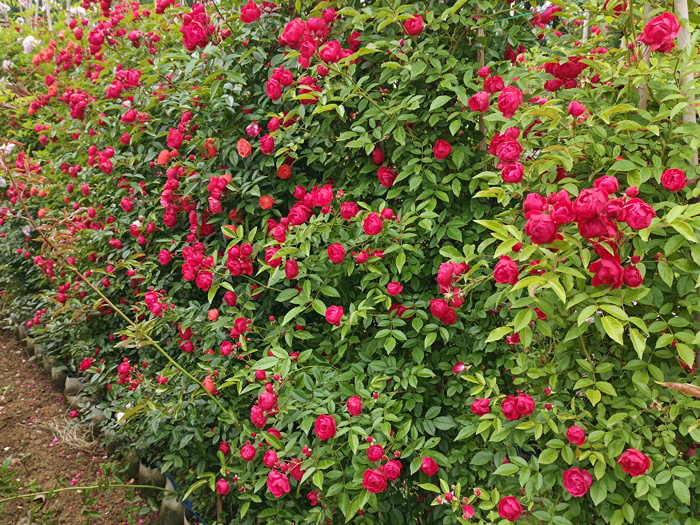 紅木香，爬藤霸主，生長(zhǎng)快花量多        (圖2)
