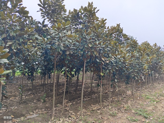 400棵廣玉蘭發(fā)貨河南平頂山(圖1)