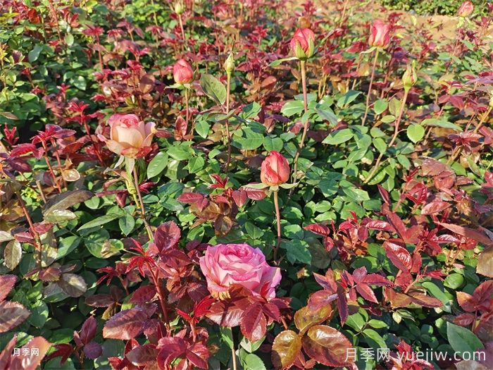 春季月季小苗扶壯和花期施肥管理(圖1)