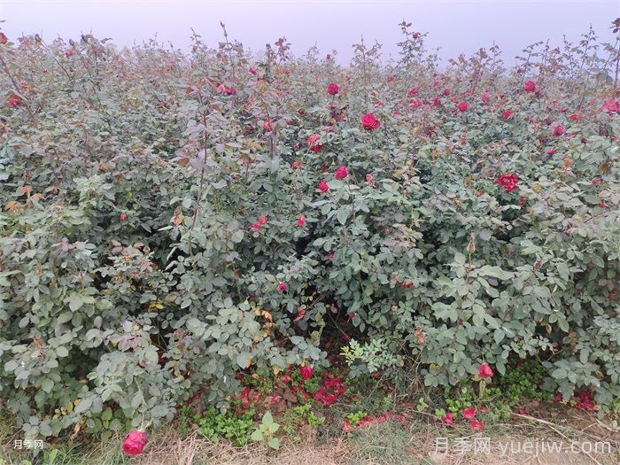 月季產(chǎn)生肥害，月季花施肥的正確方法是什么？  (圖1)