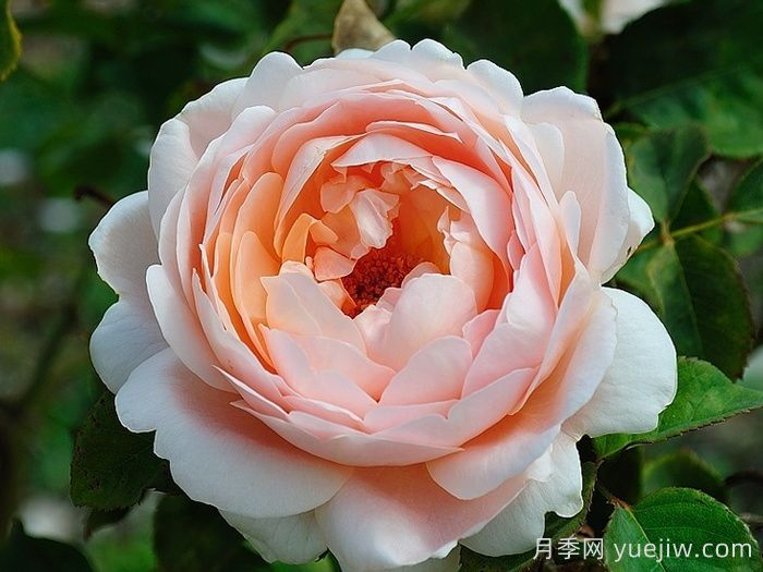 推薦10種灌木月季，適合陽臺(tái)庭院的品種(圖3)