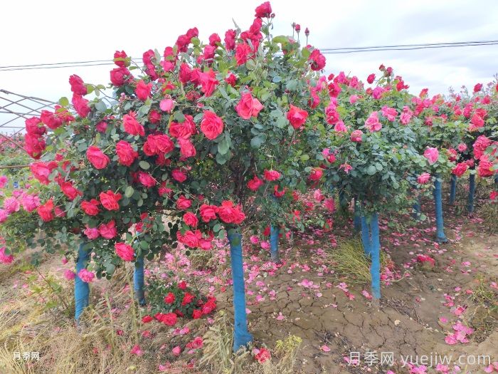 園林景觀工程包含哪些具體施工項目和施工標準？(圖3)