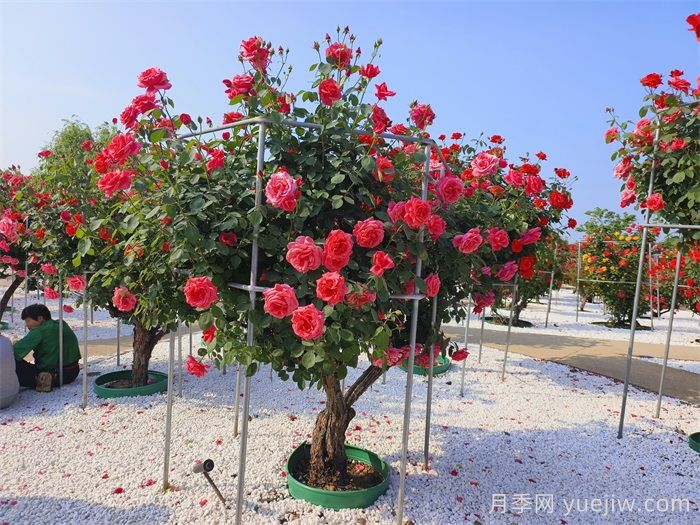 如何打造一個月季花園？品種選擇、花園規(guī)劃、工具準備(圖2)