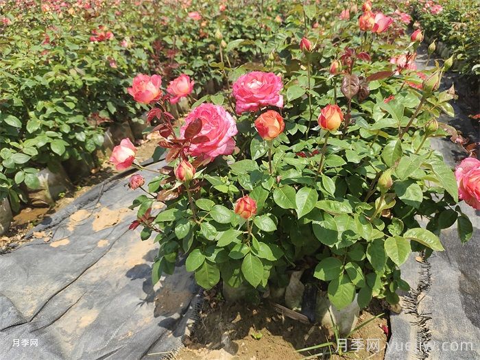 如何打造一個月季花園？品種選擇、花園規(guī)劃、工具準備(圖3)