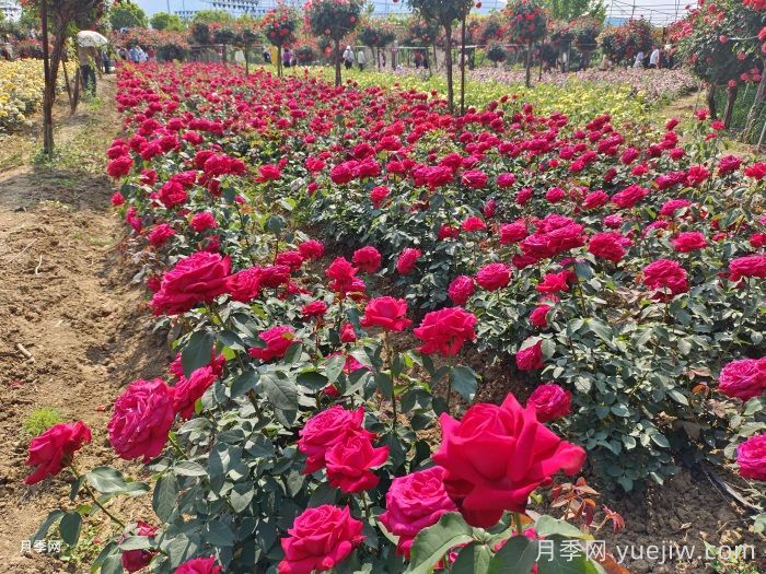 城市公園植物選擇品種和配置要求有哪些？(圖1)