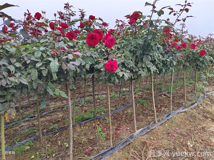 春季如何提高園林工程中新栽植物的成活率？(圖1)