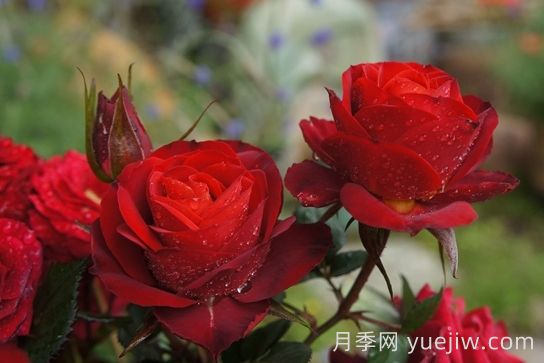 月季推薦，日蝕王陽(yáng)臺(tái)月季(圖1)